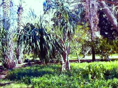 palmiers et yuccas